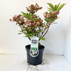 6x Hydrangea paniculata Dharuma 19cm Pot 40cm 1fl Shrub Plant Shrubs