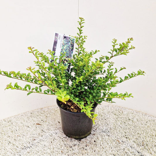 6x Ilex crenata Convexa 17cm Pot 35cm Shrub Plant Shrubs