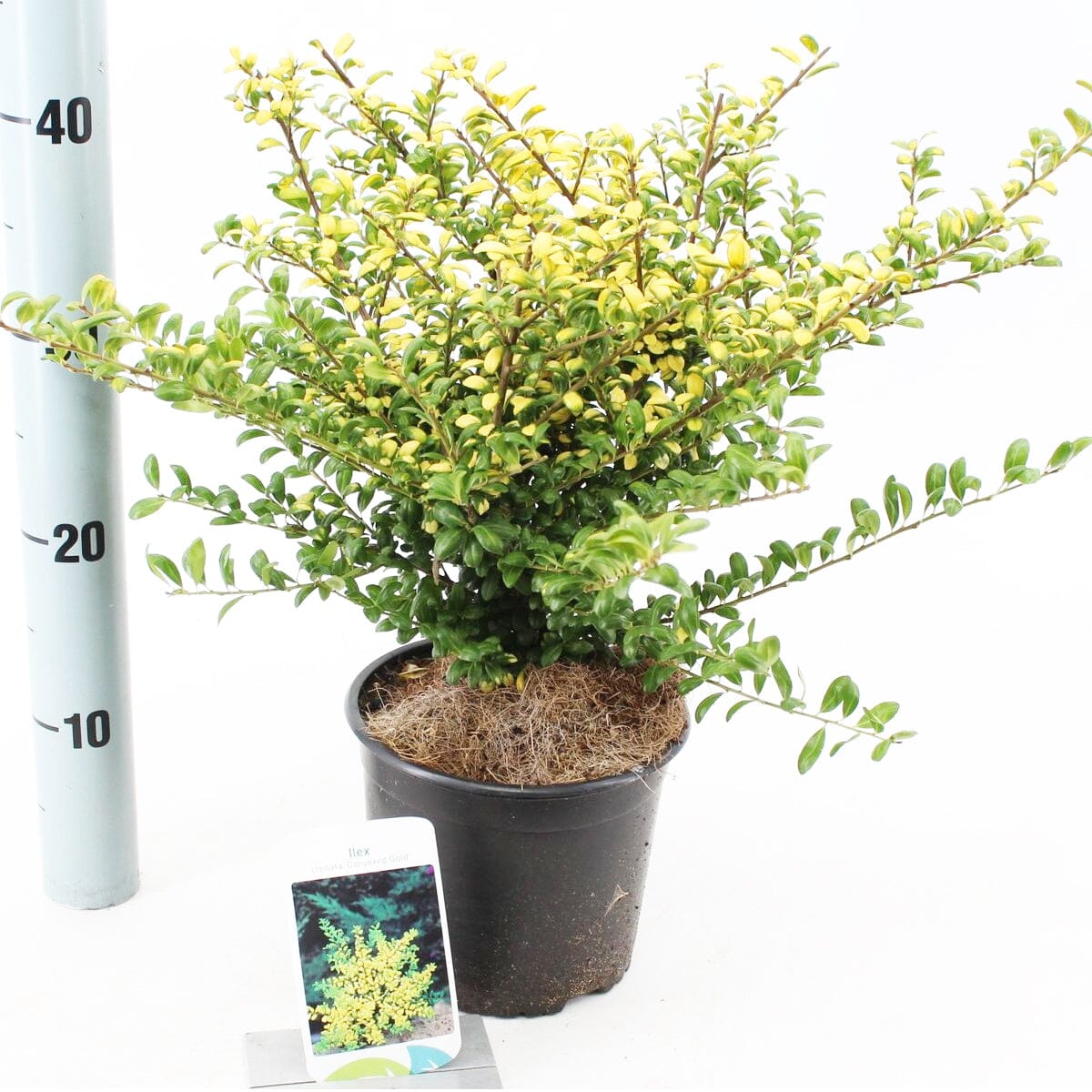 6x Ilex crenata Convexed Gold 17cm Pot 20cm Shrub Plant Shrubs