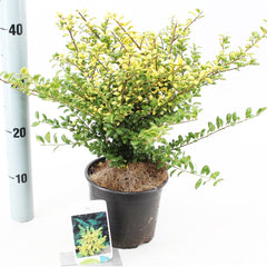 6x Ilex crenata Convexed Gold 17cm Pot 20cm Shrub Plant Shrubs