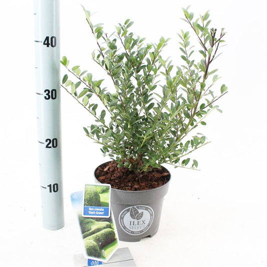 6x Ilex crenata Dark Green 17cm Pot 25cm Shrub Plant Shrubs