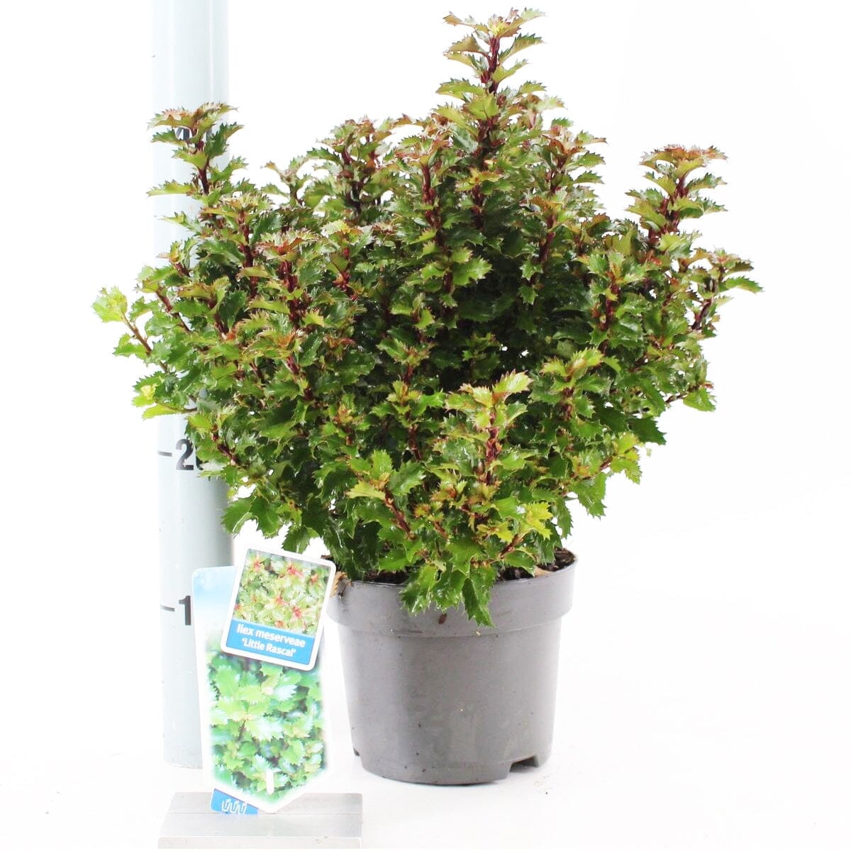 6x Ilex mes Little Rascal 17cm Pot 25cm Shrub Plant Shrubs