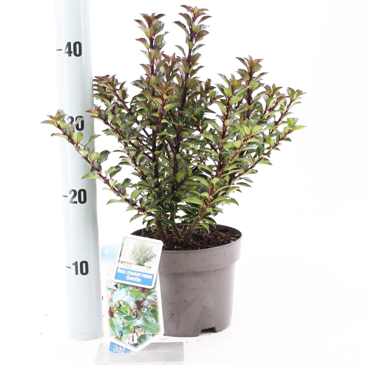 6x Ilex meserveae Gentle 17cm Pot 25cm Shrub Plant Shrubs