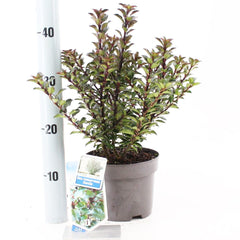 6x Ilex meserveae Gentle 17cm Pot 25cm Shrub Plant Shrubs