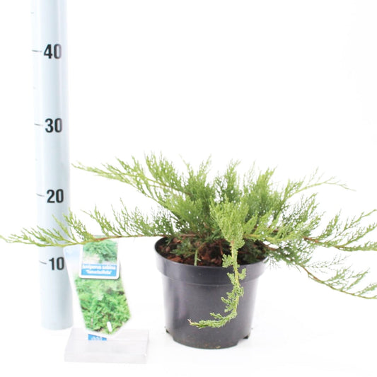6x Juniperus sab. Tamariscifolia 17cm Pot 25cm Shrub Plant Shrubs