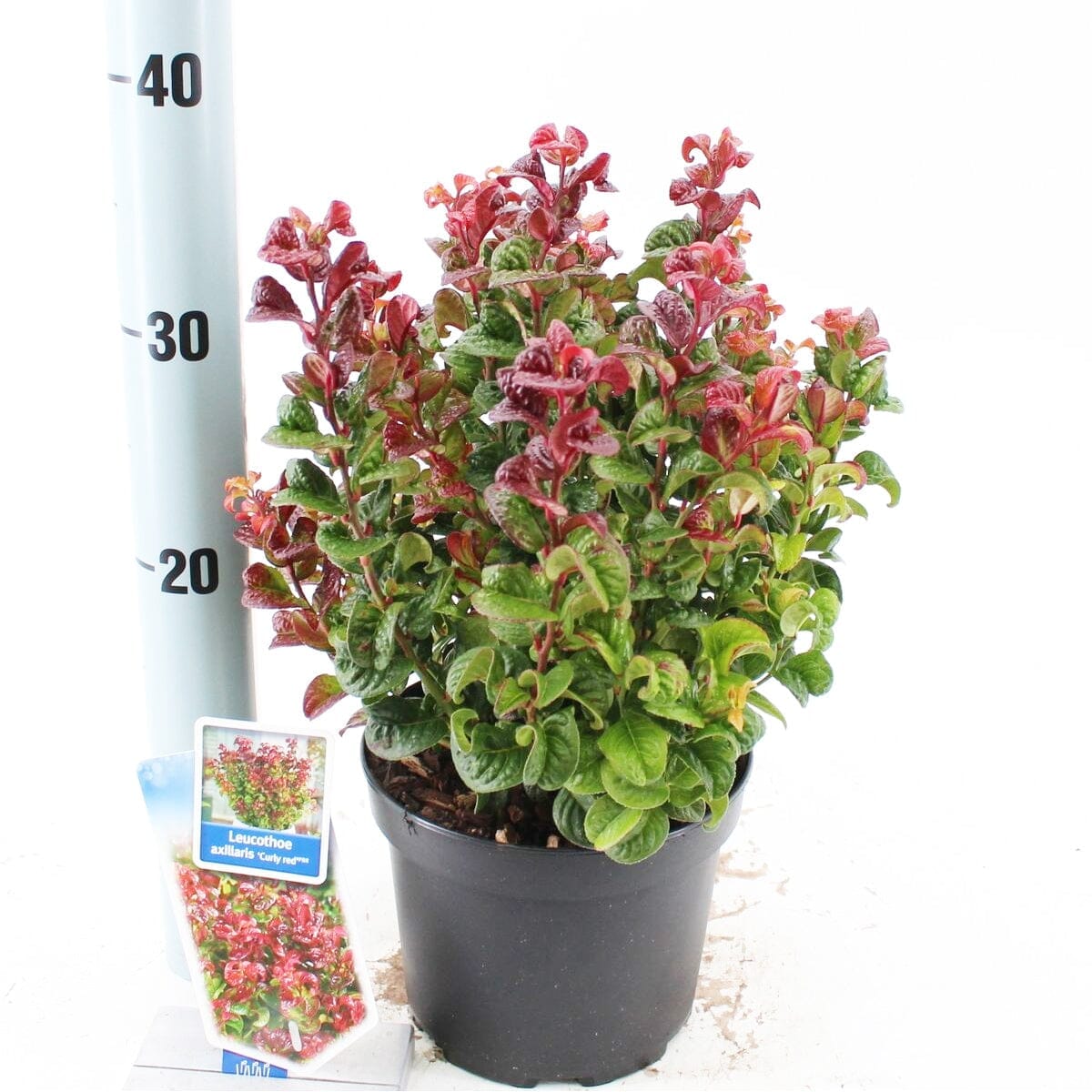 6x Leucothoe axillaris Curly Red 17cm Pot 35cm Shrub Plant Shrubs