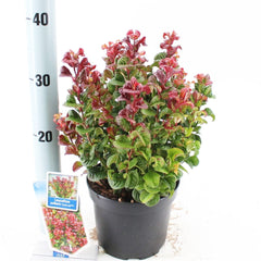 6x Leucothoe axillaris Curly Red 17cm Pot 35cm Shrub Plant Shrubs