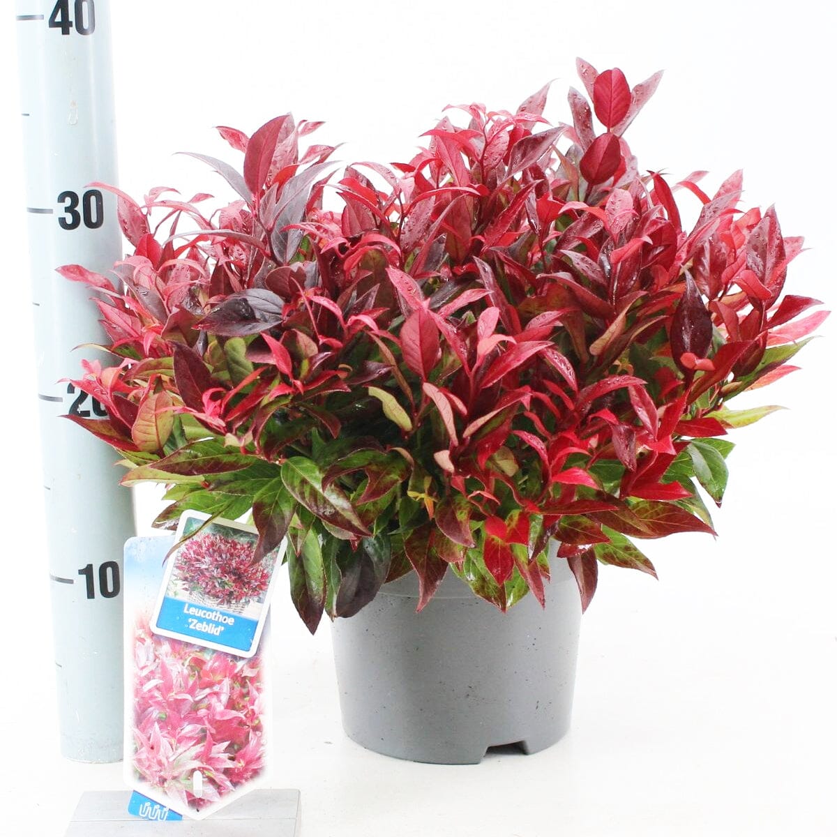 6x Leucothoe axillaris Zeblid 17cm Pot 20cm Shrub Plant Shrubs