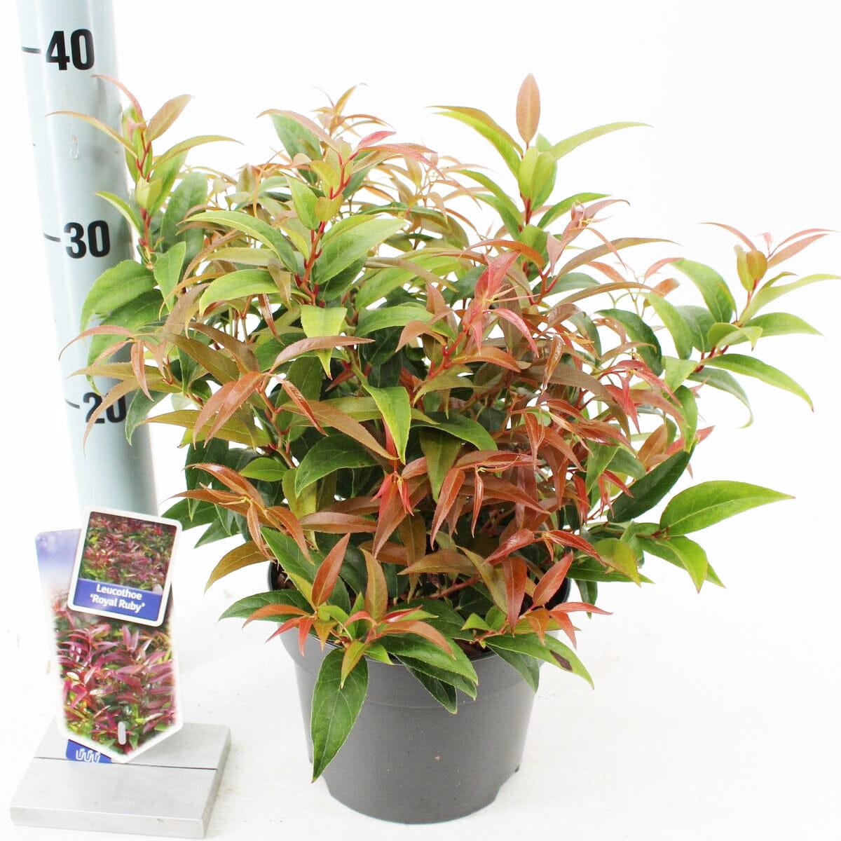 6x Leucothoe keiskei Royal Ruby 17cm Pot 35cm Shrub Plant Shrubs