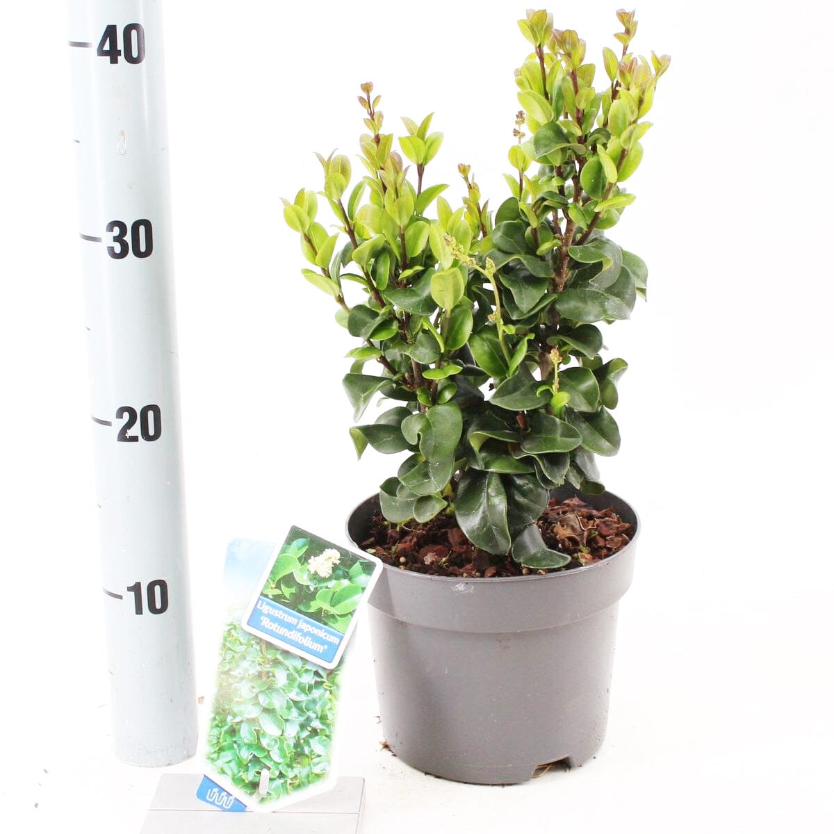 6x Ligustrum japonicum Rotundifolium 17cm Pot 25cm Shrub Plant Shrubs