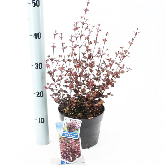 6x Lophomyrtus ralphii Black Pearl 17cm Pot 25cm Shrub Plant Shrubs
