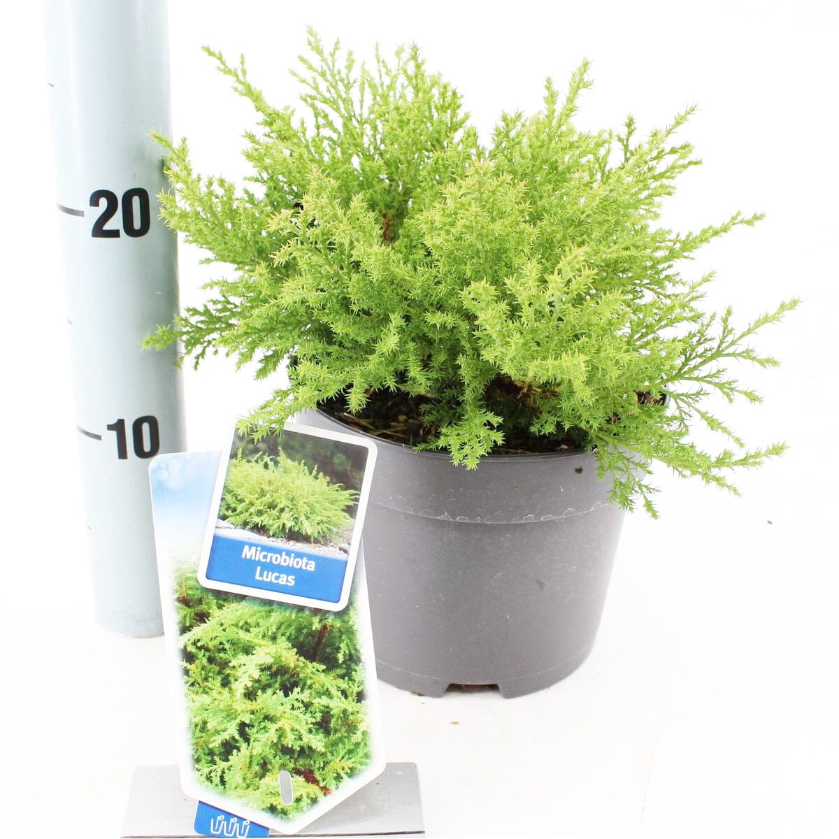 6x Microbiota decussata Lucas 17cm Pot 25cm Shrub Plant Shrubs