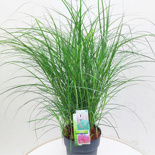 6x Miscanthus sin. Red Chief 17cm Pot 35cm Shrub Plant Shrubs