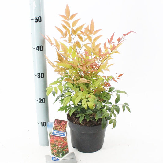 6x Nandina domestica Gulfstraim 17cm Pot 25cm Shrub Plant Shrubs