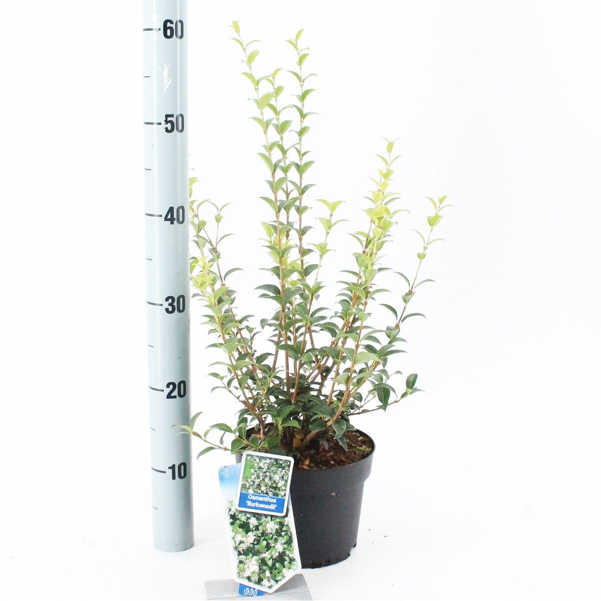 6x Osmanthus burkwoodii 17cm Pot 45cm Shrub Plant Shrubs