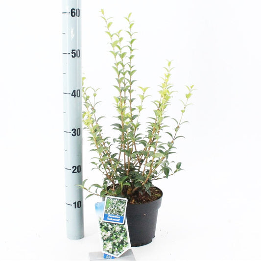 6x Osmanthus burkwoodii 17cm Pot 45cm Shrub Plant Shrubs
