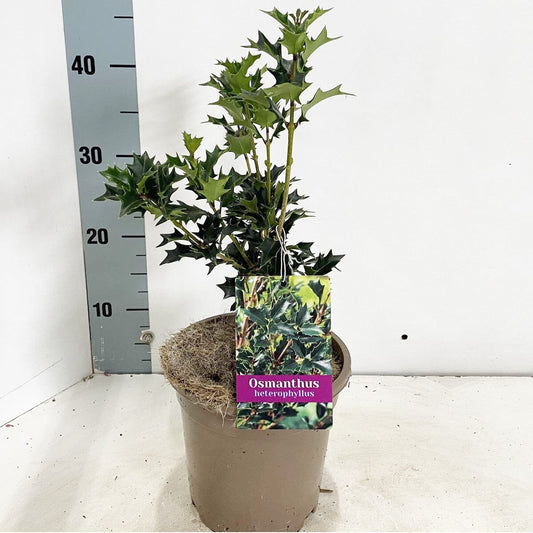 6x Osmanthus heterophyllus 17cm Pot 30cm Shrub Plant Shrubs