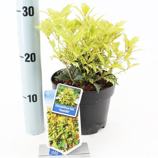 6x Osmanthus heterophyllus Goshiki 17cm Pot 35cm Shrub Plant Shrubs