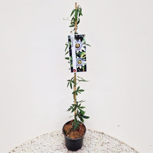 6x Passiflora caerulea 17cm Pot 70cm Shrub Plant Shrubs