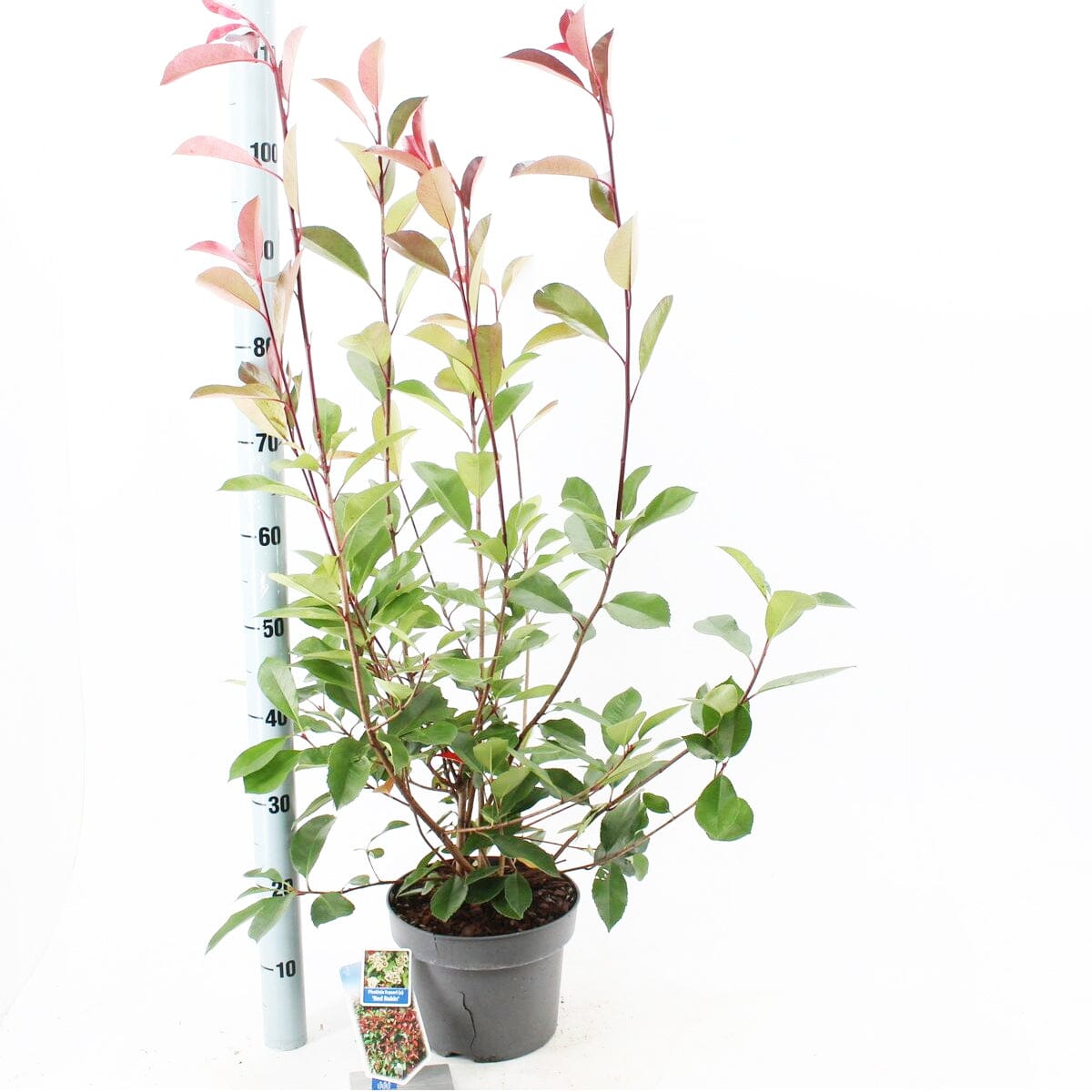 6x Photinia fra. Red Robin 17cm Pot 30cm Shrub Plant Shrubs