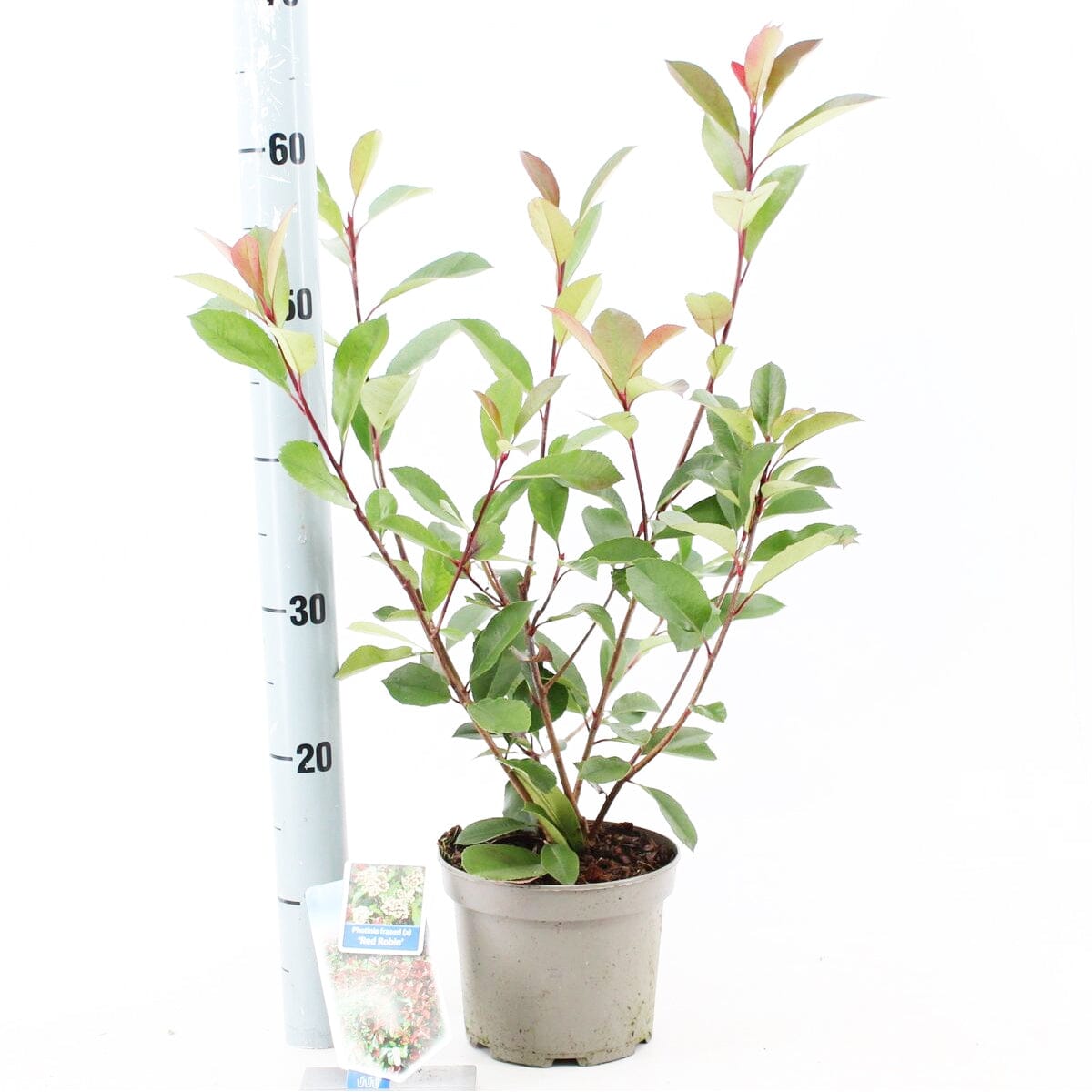 6x Photinia fra. Red Robin 17cm Pot 30cm Shrub Plant Shrubs