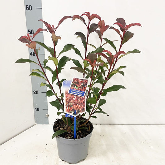 6x Photinia fraseri Carre Rouge 17cm Pot 40cm Shrub Plant Shrubs