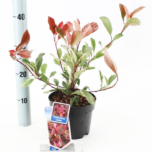 6x Photinia Louise 17cm Pot 25cm Shrub Plant Shrubs