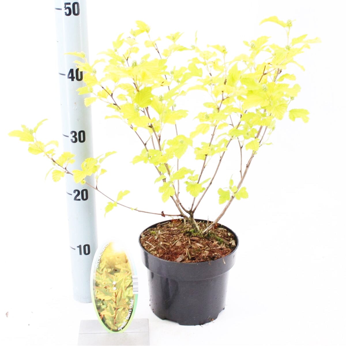 6x Physocarpus opulifolius Darts Gold 17cm Pot 20cm Shrub Plant Shrubs