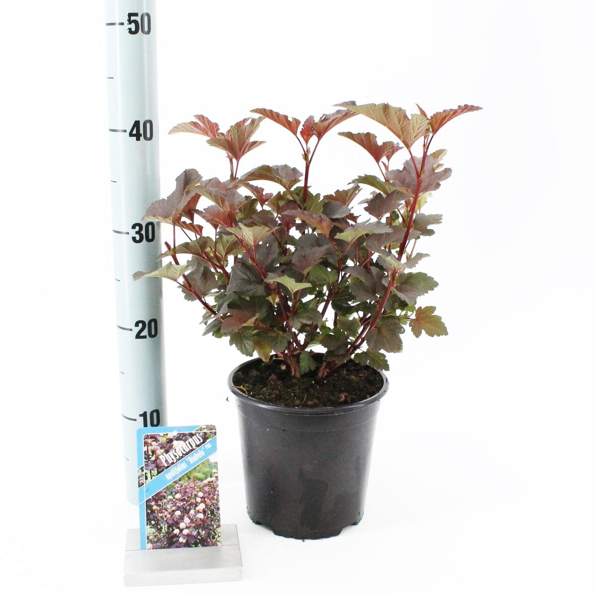 6x Physocarpus opulifolius Diabolo 17cm Pot 25cm Shrub Plant Shrubs