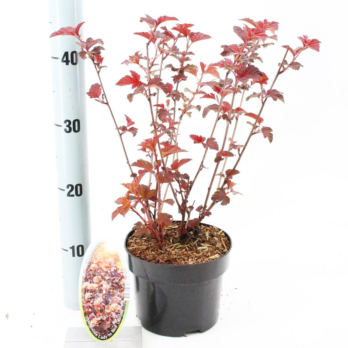 6x Physocarpus opulifolius Lady in Red 17cm Pot 20cm Shrub Plant Shrubs