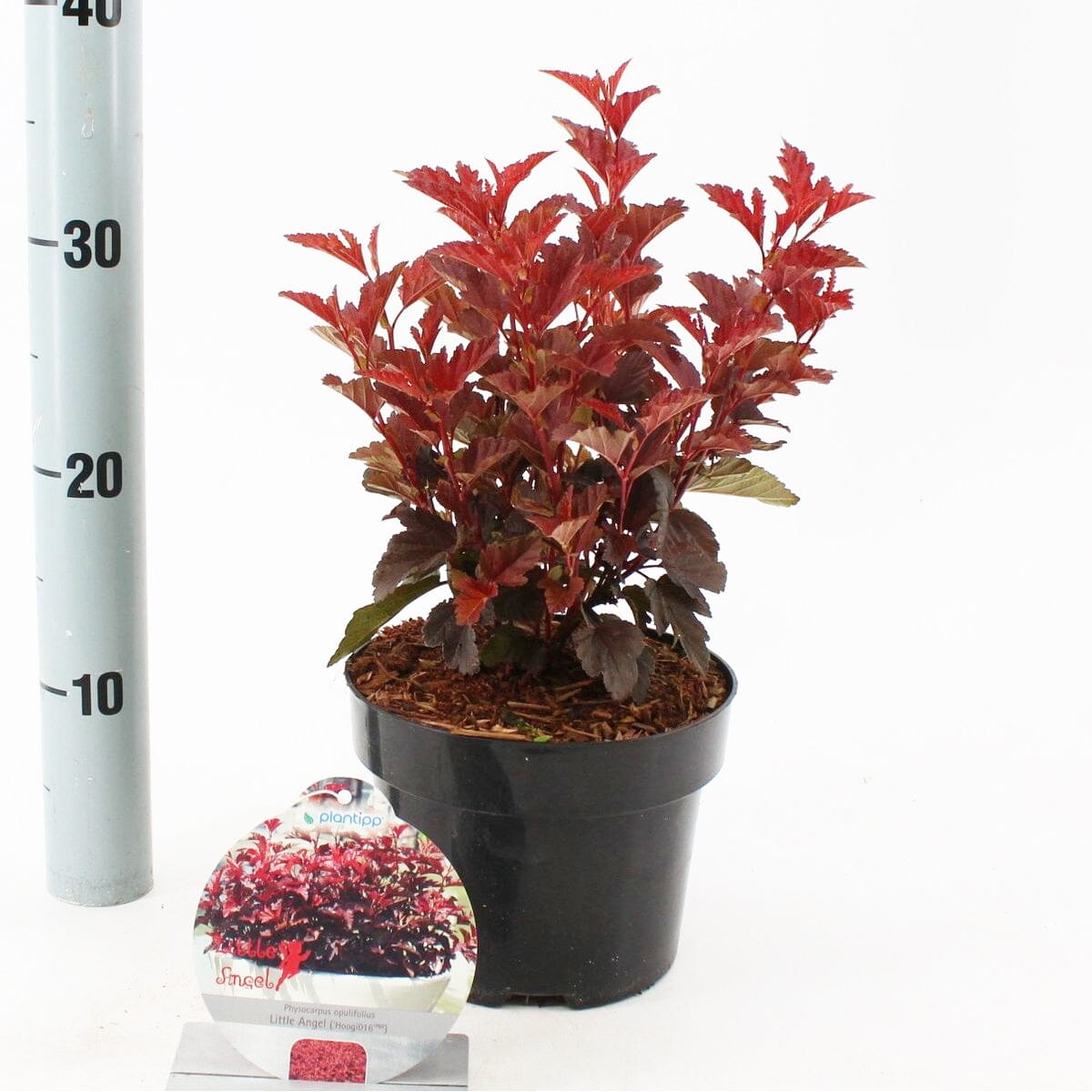 6x Physocarpus opulifolius Little Angel 17cm Pot 30cm Shrub Plant Shrubs