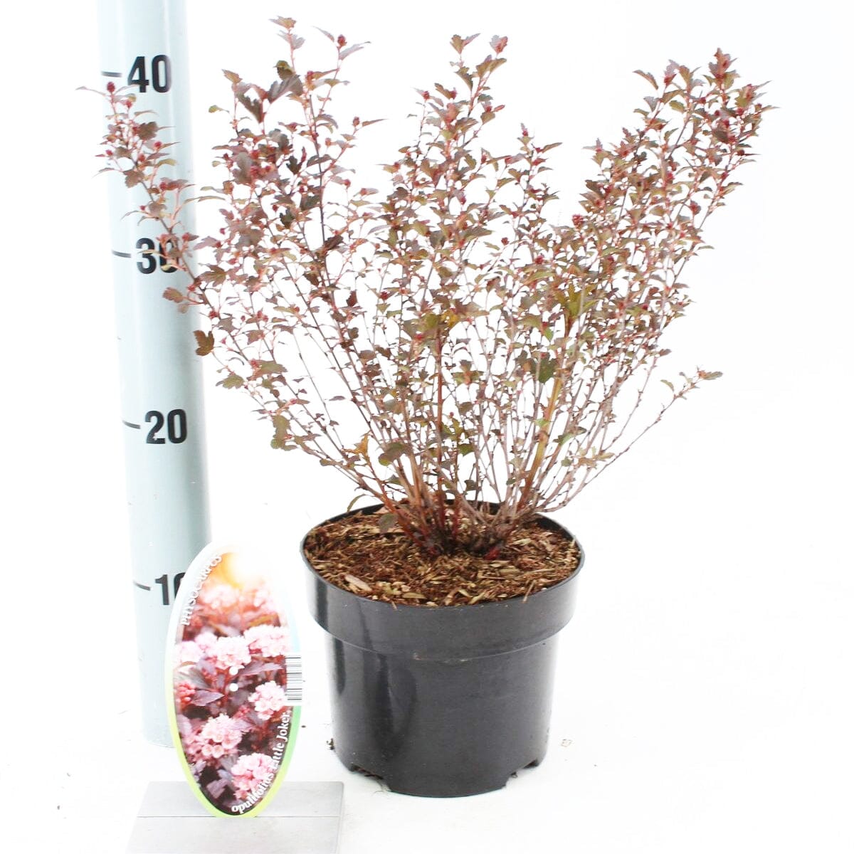 6x Physocarpus opulifolius Little Joker 17cm Pot 25cm Shrub Plant Shrubs