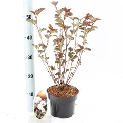 6x Physocarpus opulifolius Red Baron 17cm Pot 30cm Shrub Plant Shrubs