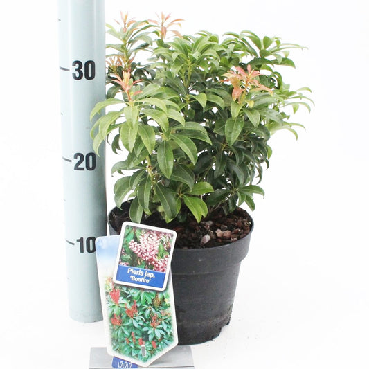 6x Pieris japonica Bonfire 17cm Pot 30cm Shrub Plant Shrubs