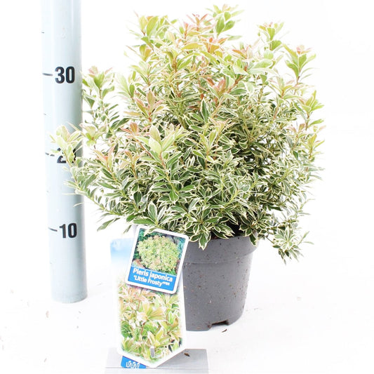 6x Pieris japonica Little Frosty 17cm Pot 25cm Shrub Plant Shrubs