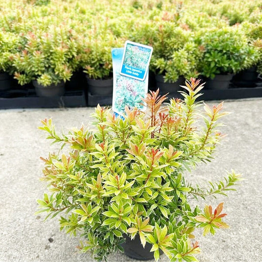 6x Pieris japonica Little Goldy 17cm Pot 25cm Shrub Plant Shrubs