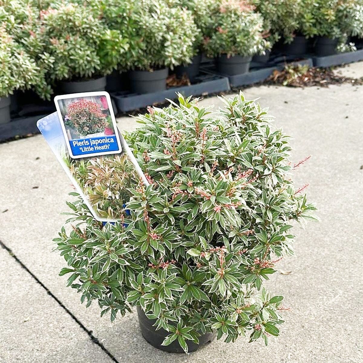 6x Pieris japonica Little Heath 17cm Pot 30cm Shrub Plant Shrubs