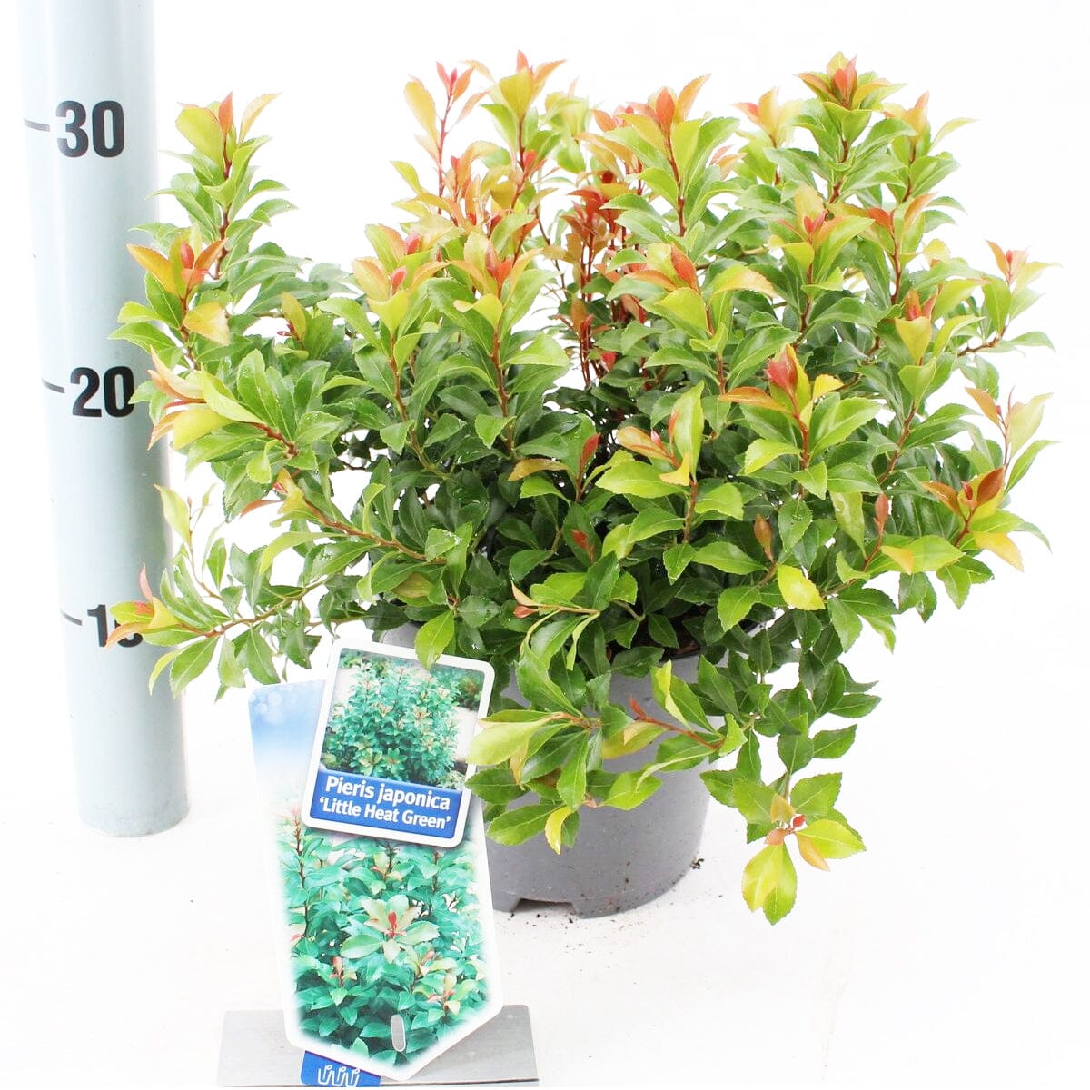 6x Pieris japonica Little Heath Green 17cm Pot 30cm Shrub Plant Shrubs