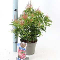 6x Pieris japonica Passion 17cm Pot 30cm Shrub Plant Shrubs