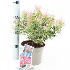 6x Pieris japonica Polar Passion 17cm Pot 30cm Shrub Plant Shrubs