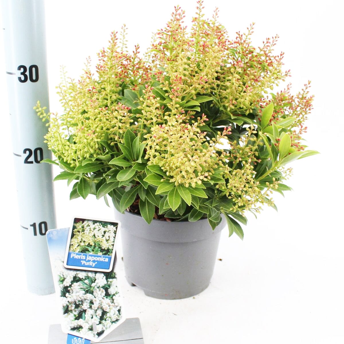 6x Pieris japonica Purity 17cm Pot 30cm Shrub Plant Shrubs