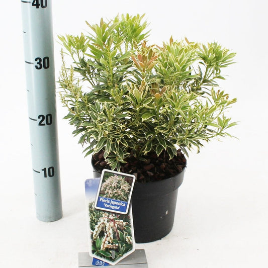 6x Pieris japonica Variegata 17cm Pot 30cm Shrub Plant Shrubs