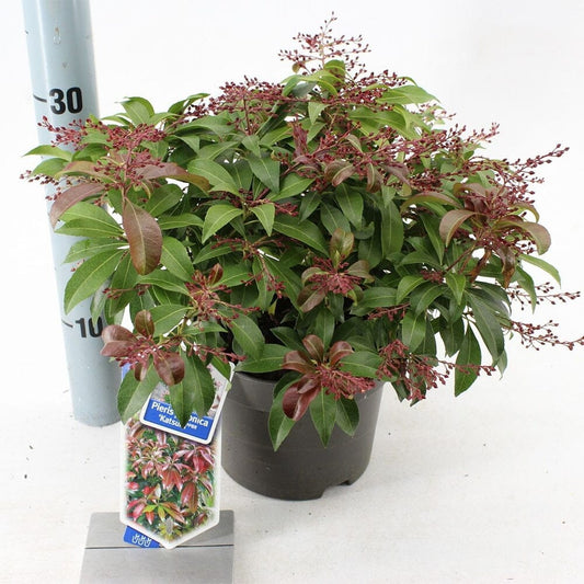 6x Pieris Katsura 17cm Pot 30cm Shrub Plant Shrubs