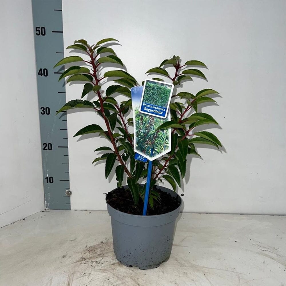 6x Prunus lusitanica Angustifolia 17cm Pot 50cm Shrub Plant Shrubs