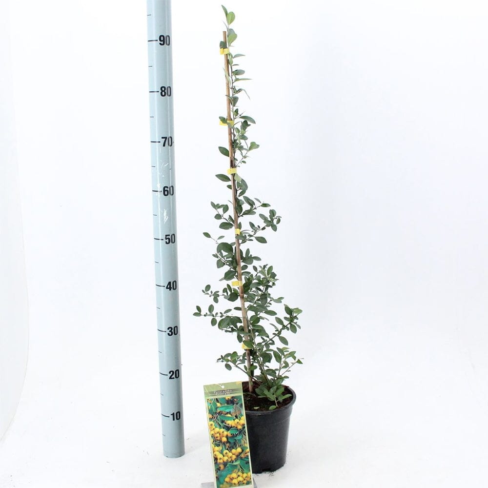 6x Pyracantha Soleil dOr 17cm Pot 80cm Shrub Plant Shrubs