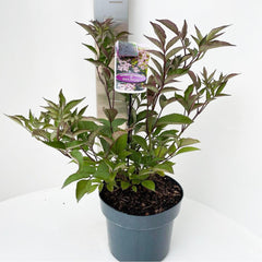 6x Sambucus nigra Black Tower 17cm Pot 25cm Shrub Plant Shrubs