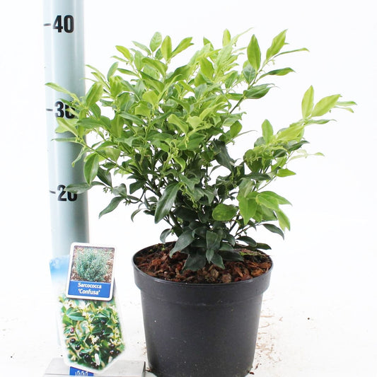 6x Sarcococca confusa 17cm Pot 25cm Shrub Plant Shrubs