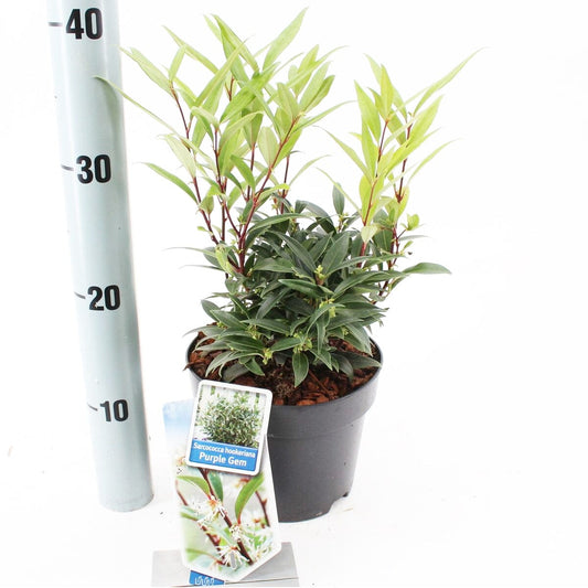 6x Sarcococca hookeriana Purple Gem 17cm Pot 15cm Shrub Plant Shrubs