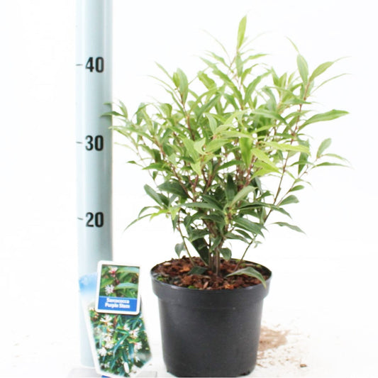 6x Sarcococca hookeriana Purple Stem 17cm Pot 15cm Shrub Plant Shrubs