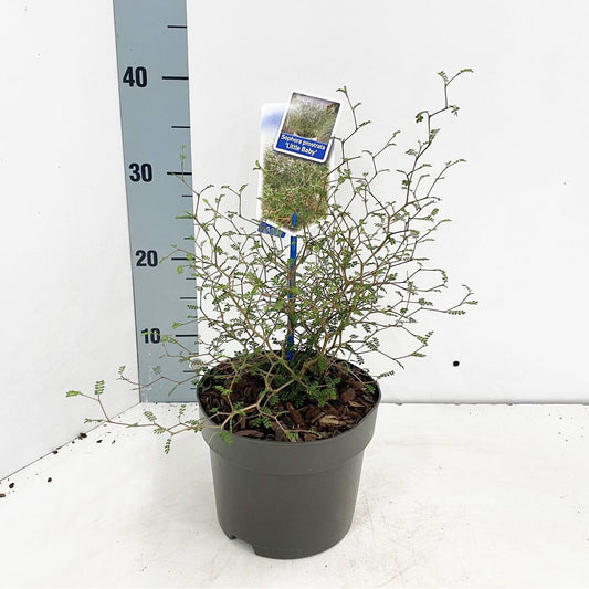 6x Sophora prostrata Little Baby 17cm Pot 35cm Shrub Plant Shrubs